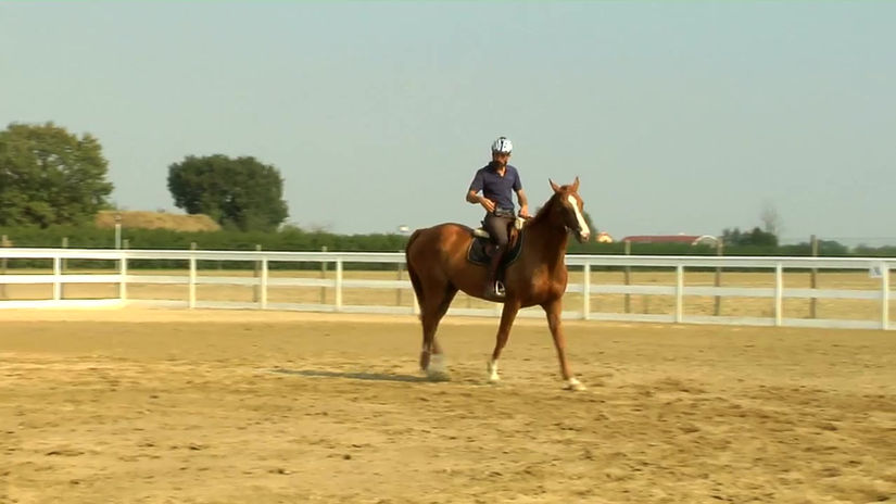 Cavallo con bocca pesante e testa al vento